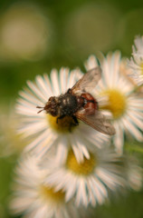 hoverfly on daisies