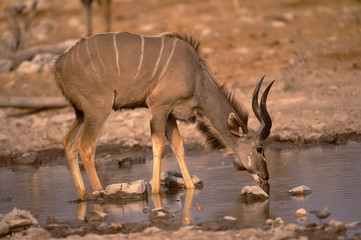 Obraz na płótnie Canvas Afryka-Większa kudu