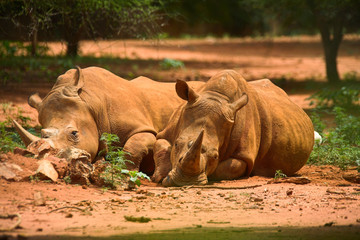 resting rhinos