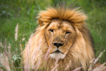 lion stare