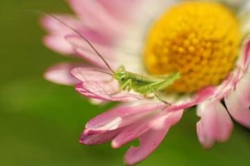tiny cricket on a daisy