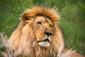 Fototapeta na wymiar peaceful lion