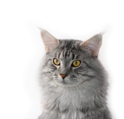 lovely grey maine coon cat