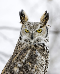 Owl-Long eared in snowfall