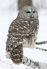 Obraz premium Barred owl