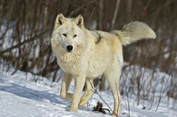 Gray wolf