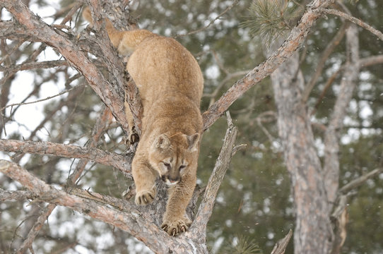 Cougar Climbing Down Tree