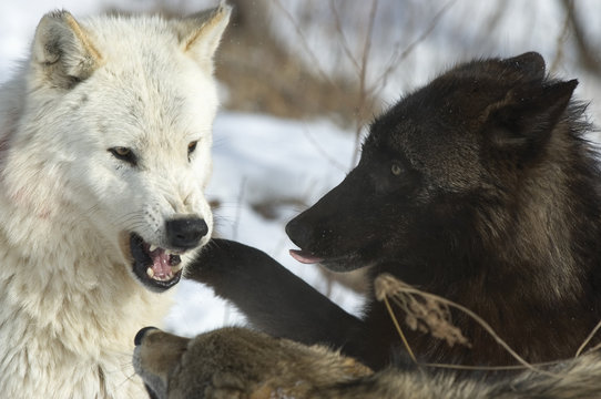 Gray wolves