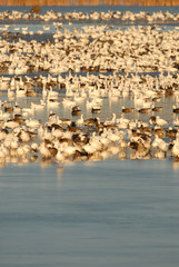 Snow Goose Refuge