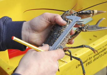 Lobster conservation