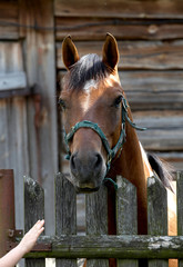 horse behind fence