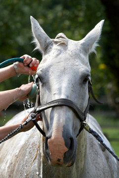 washing horse