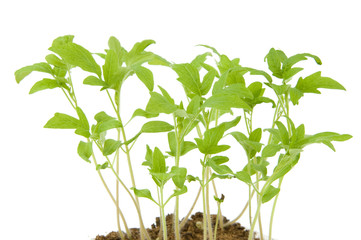 Lots of young saplings isolated on white