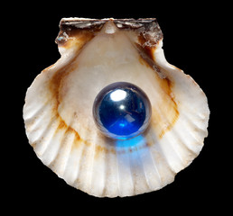 Shell with glass ball (isolated)