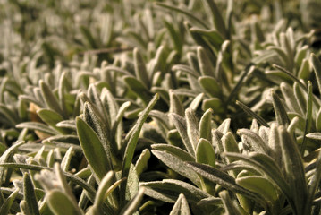 Obraz premium Hierba