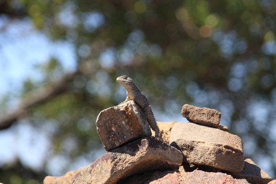 Isalo National Park