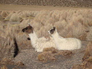 Lamas sur l'Altiplano bolivien. © Julien Leblay