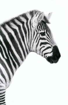 Fototapeta zebra b&w