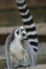 Lemur 2