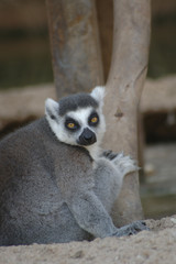 Lemur 3