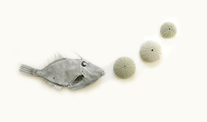Fish and ocean objects.