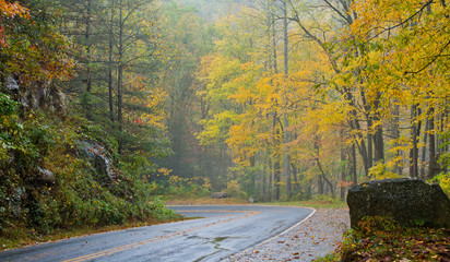 yellow fall roadside scenic