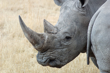 Fototapeta premium White Rhino