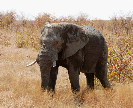 African Elephant