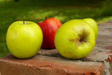 Apples in the garden