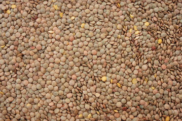 Lentil
