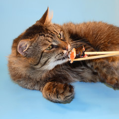 The brown cat eats a roll.