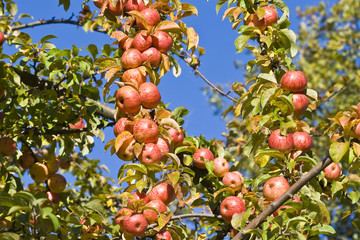 Fruits et baies J. Ribieff-48-2.dng