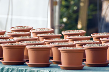 Vasi di terracotta in una serra