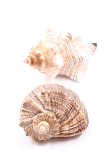 seashells