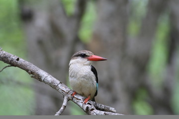 Brown-hooded Kingfisher (Halcyon albiventris)
