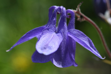 ancolie des pyrenees - aquilegia pyrenaica