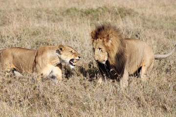 Fototapeta na wymiar Lion kobiet i mężczyzn