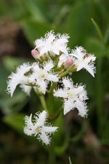 tr&eacute;fle d'eau - menyanthes trifoliata