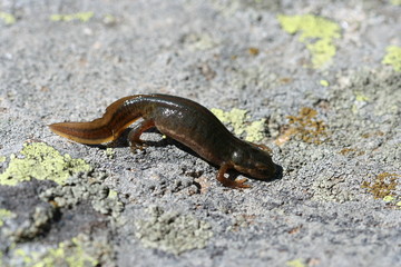 triton ponctué - Triturus vulgaris