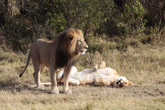 female and male Lion