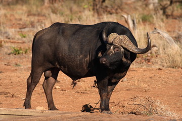 Cape Buffalo Bull (Syncerus caffer)