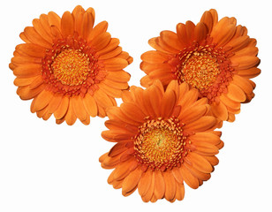 three vibrant orange gerberas isolated on white