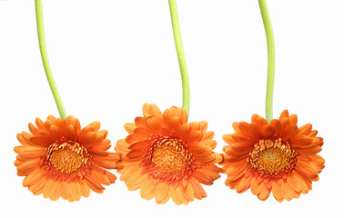 vibrant orange gerberas (isolated on white, copy space)