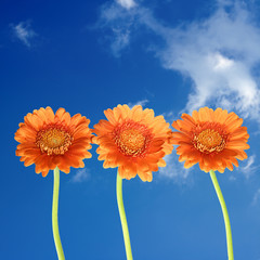vibrant orange gerberas against a deep blue sky