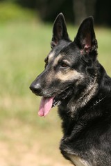 German Shepherd Dog