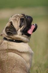 Pug sitting