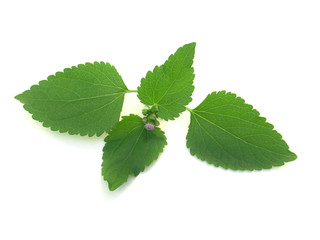 feuilles dentelées et boutons mauves