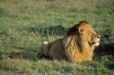 Africa-Lion