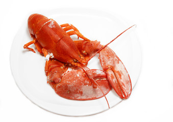 Lobster
