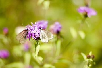 butterfly